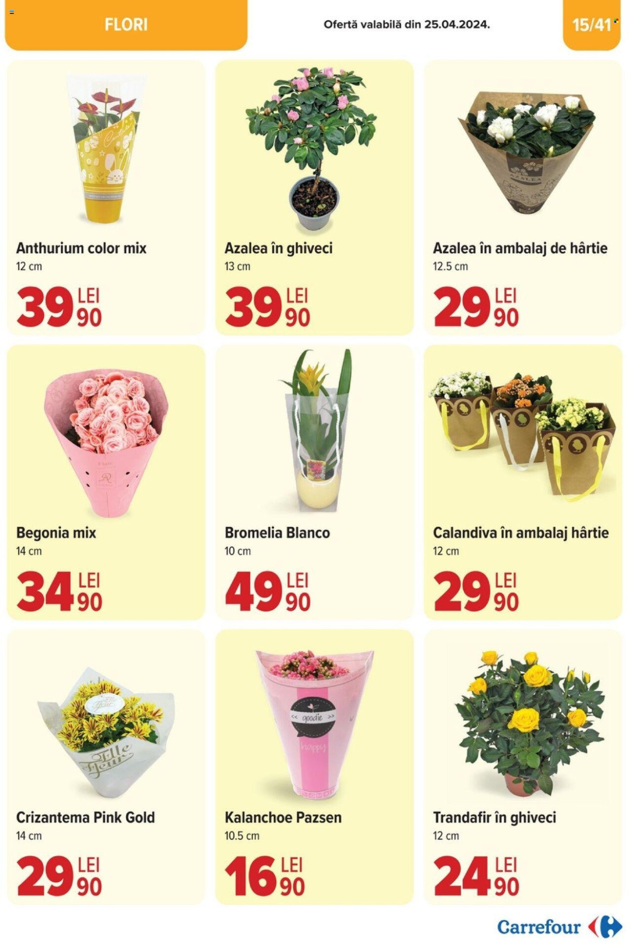 thumbnail - Cataloage Carrefour - 17.04.2024 - 07.05.2024 - Produse în vânzare - flori, kalanchoe, Anthurium, begonia, plante, plante verzi, crizantemă. Pagina 15.