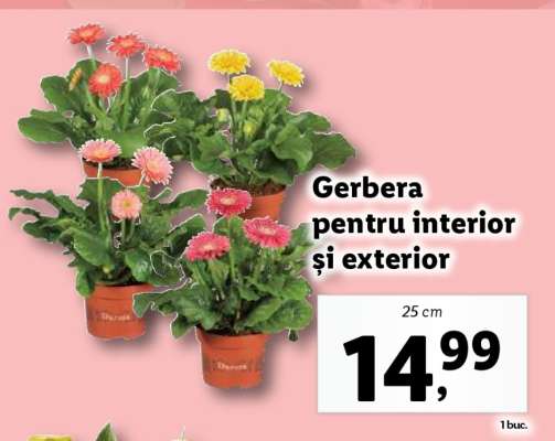 Gerbera pentru interior și exterior