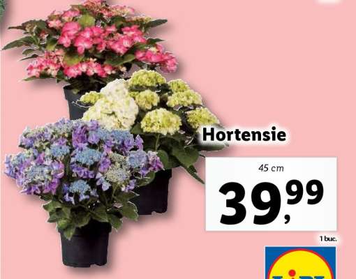 Hortensie