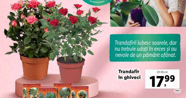 Trandafir în ghiveci