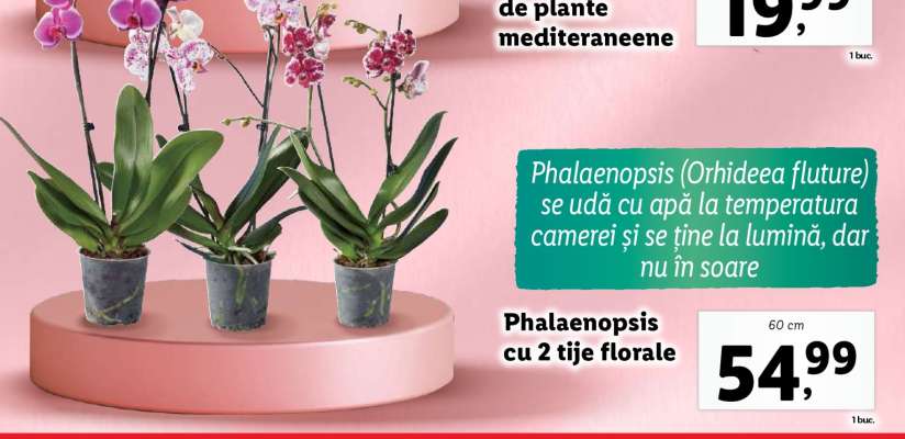 Phalaenopsis cu 2 tije florale