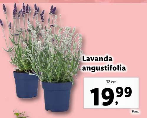 Lavanda angustifolia
