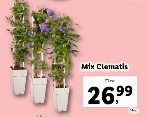 Mix Clematis