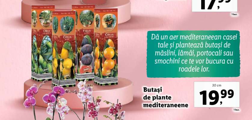 Butași de plante mediteraneene