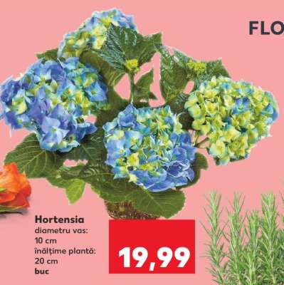 Hortensia