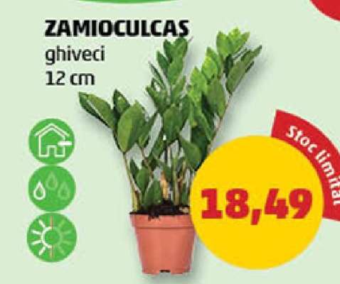 Zamioculcas