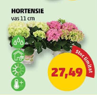 Hortensie