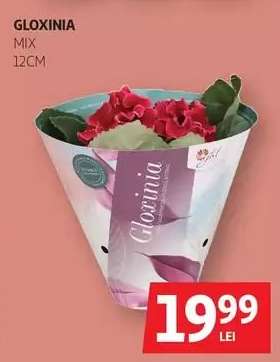 Gloxinia