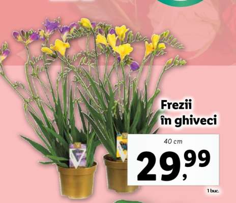 Frezii în ghiveci