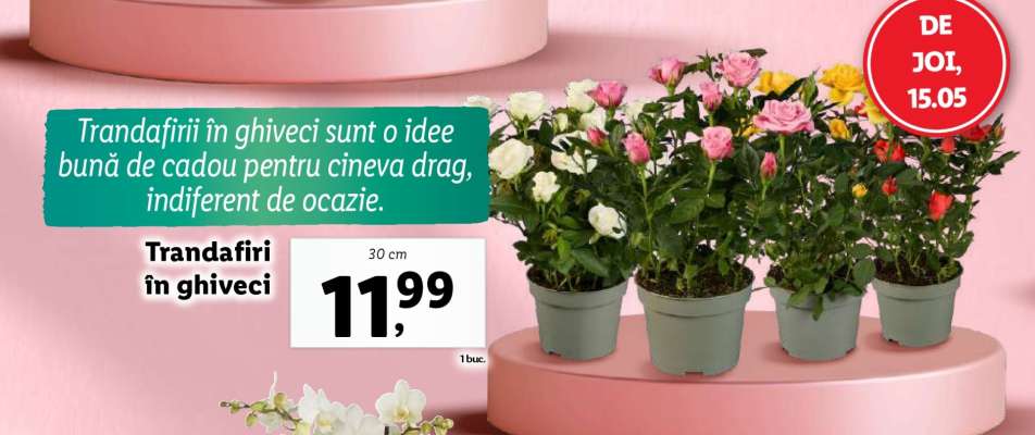 Trandafiri în ghiveci