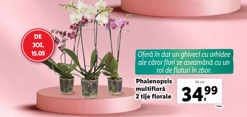 Phalenopsis multifloră, 2 tije florale