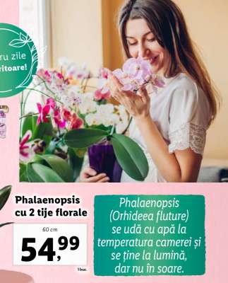 Phalaenopsis cu 2 tije florale