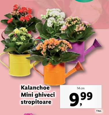 Kalanchoe Mini ghiveci stropitoare