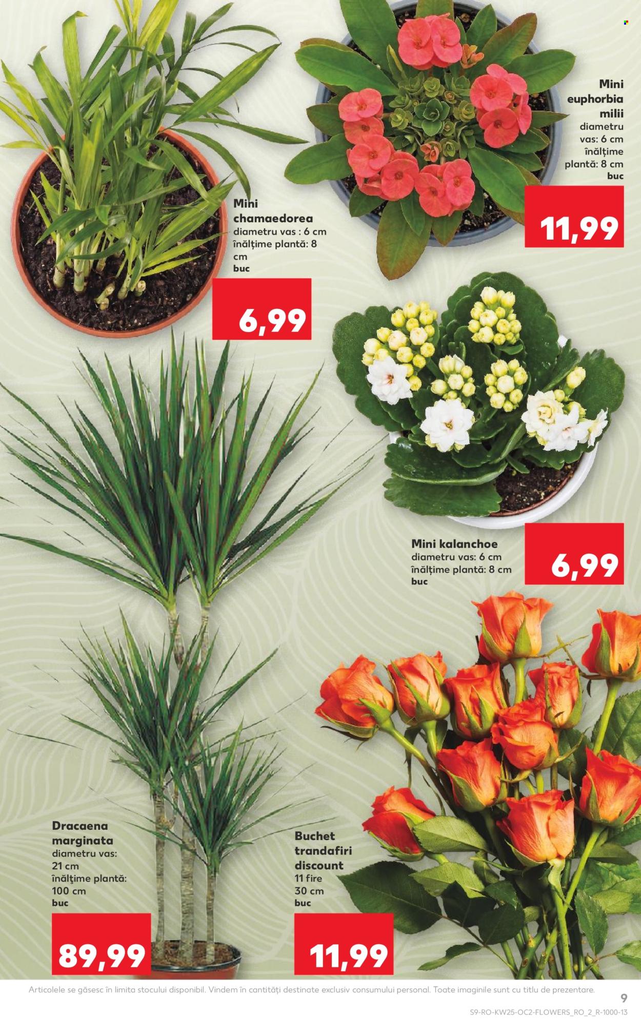 Catalog Kaufland - 17.06.2026 - 23.06.2026. Pagina 9