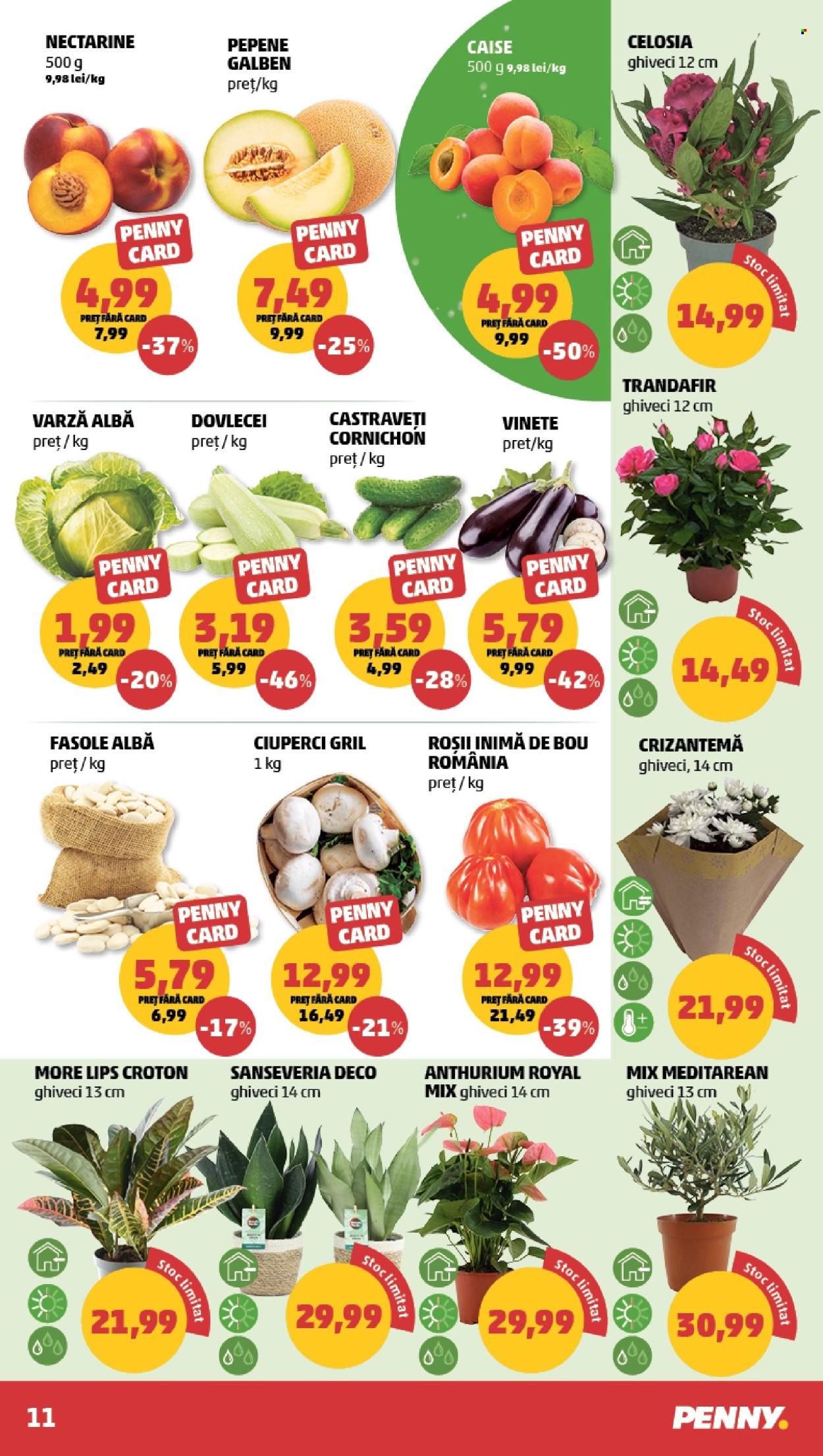 Catalog PENNY - 17.06.2026 - 23.06.2026. Pagina 11