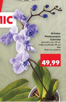 Orhidee Phalaenopsis colorata