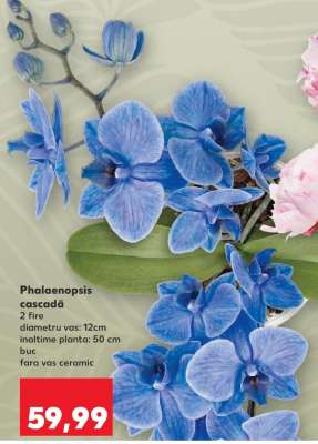 Phalaenopsis cascadă