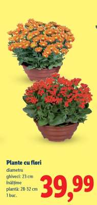 Plante cu flori