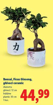 Bonsai, Ficus Ginseng, ghiveci ceramic