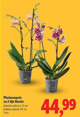 Phalaenopsis cu 2 tije florale