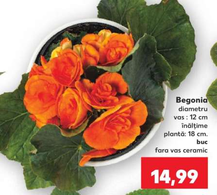 Begonia