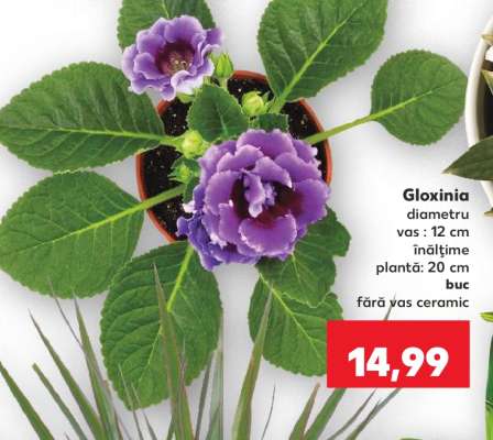Gloxinia