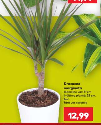 Dracaena marginata