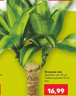 Dracena mix