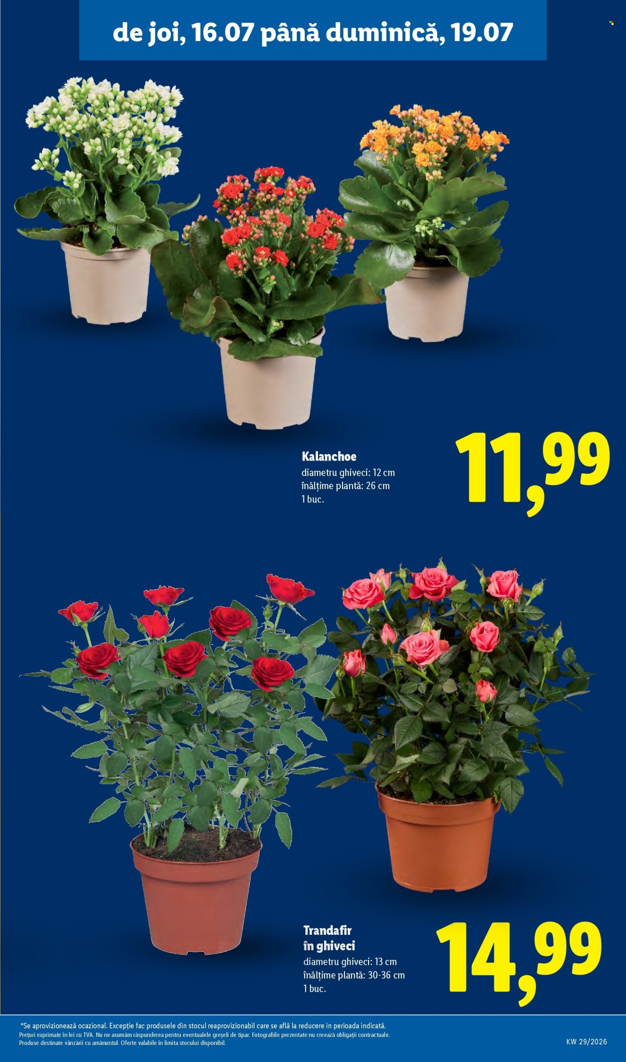 Catalog Lidl - 13.07.2026 - 19.07.2026. Pagina 61