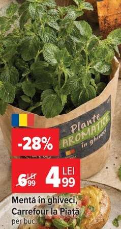Mentă în ghiveci