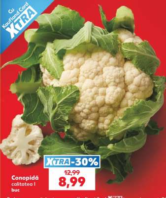 Conopidă