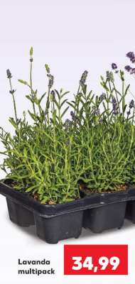 LAVANDA Multipack