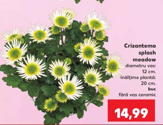 Crizantema splash meadow