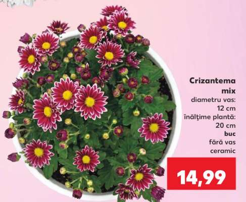Crizantema mix