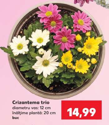 Crizantema trio
