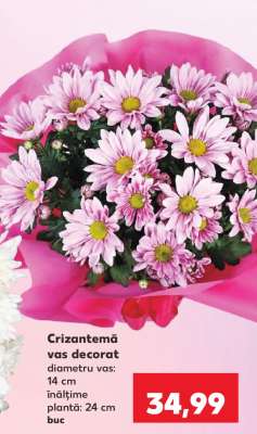 Crizantemă vas decorat