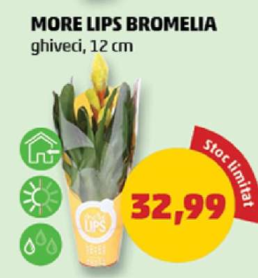MORE LIPS BROMELIA