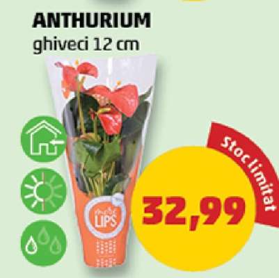 Anthurium