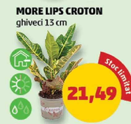 MORE LIPS CROTON