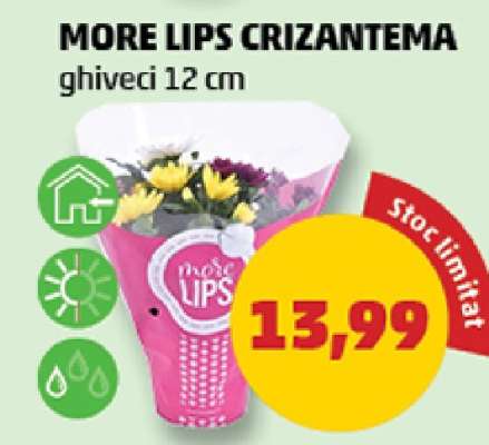 MORE LIPS CRIZANTEMA