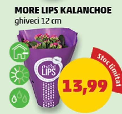 MORE LIPS KALANCHOE