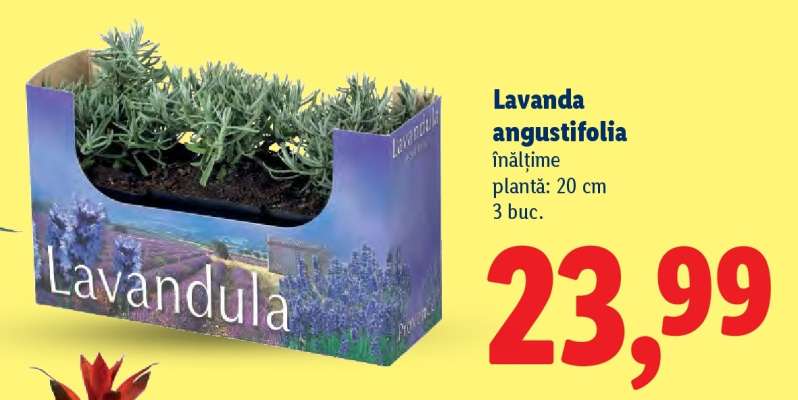 Lavanda angustifolia