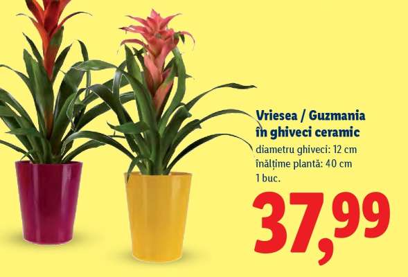 Vriesea / Guzmania în ghiveci ceramic