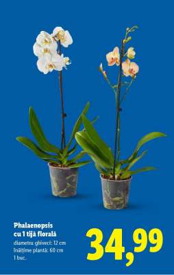 Phalaenopsis cu 1 tijă florală
