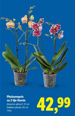 Phalaenopsis cu 2 tije florale