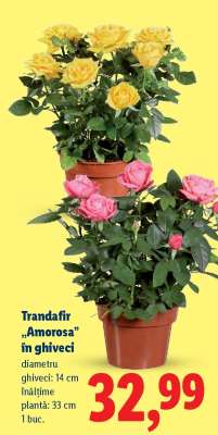 Trandafir „Amorosa” în ghiveci