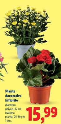 Plante decorative înflorite