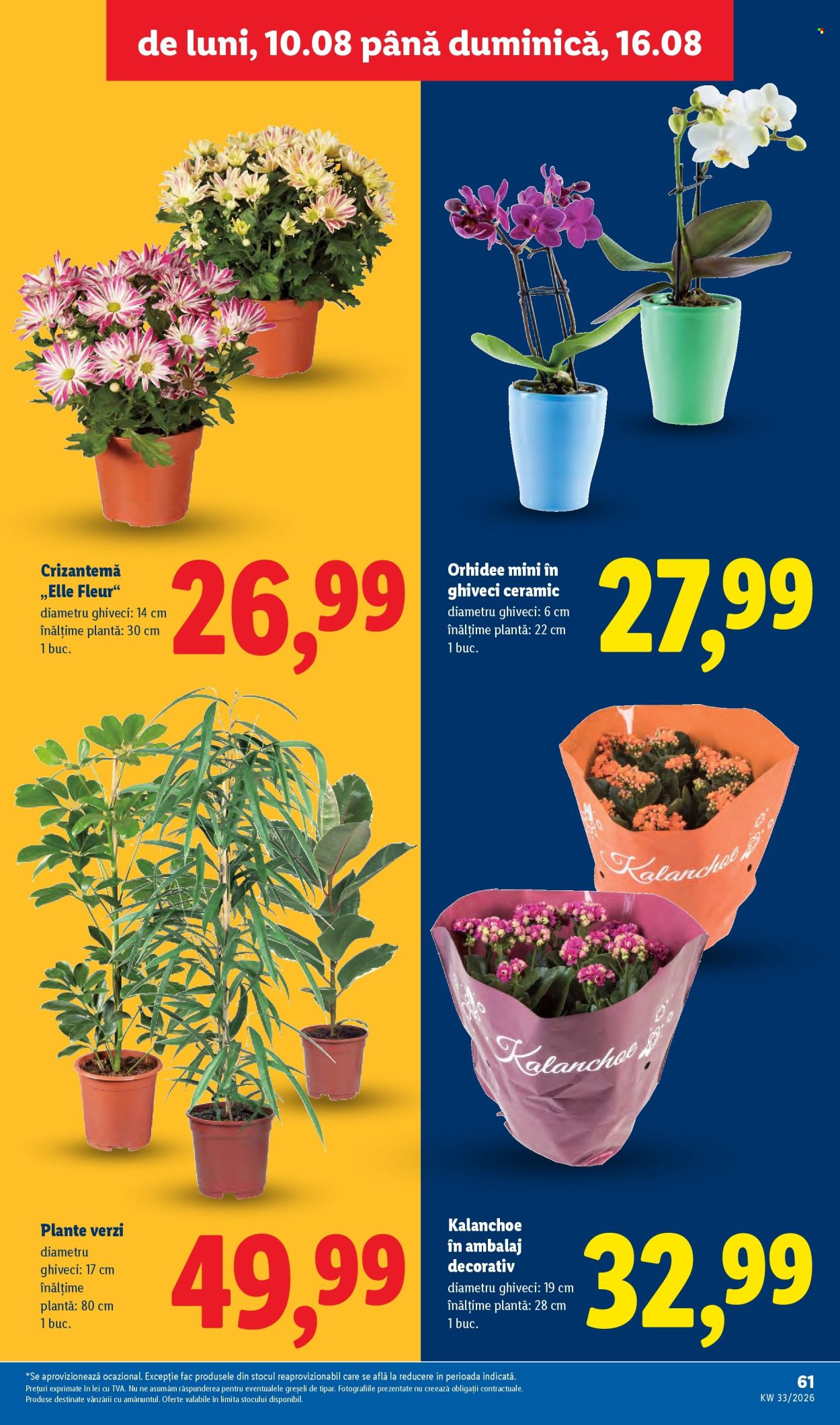 Catalog Lidl - 10.08.2026 - 16.08.2026. Pagina 61