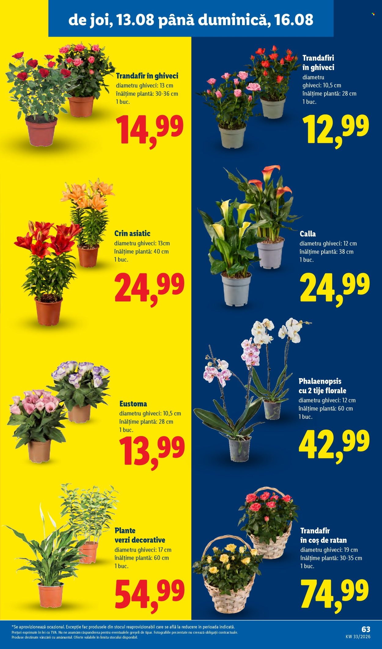Catalog Lidl - 10.08.2026 - 16.08.2026. Pagina 63
