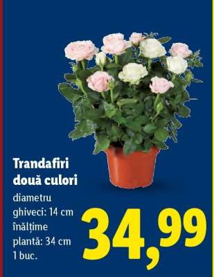 Trandafiri două culori